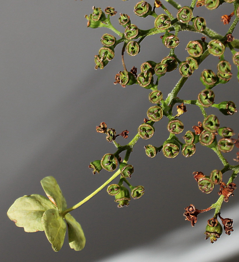 Image of Hydrangea petiolaris specimen.