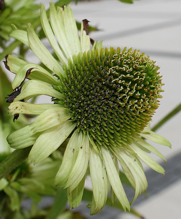 Изображение особи Echinacea purpurea.