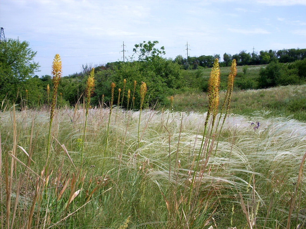 Image of Eremurus spectabilis specimen.