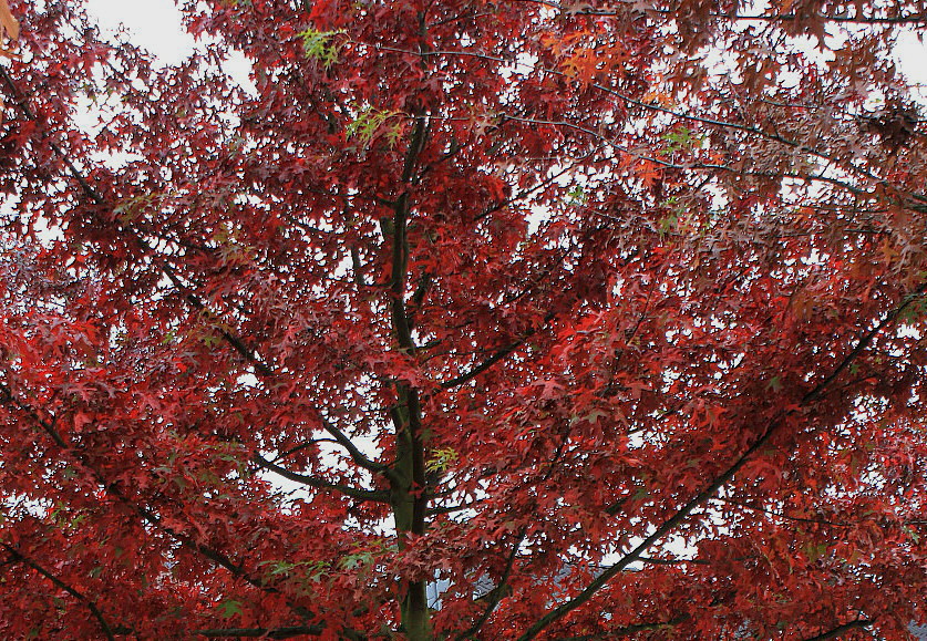 Image of Quercus palustris specimen.