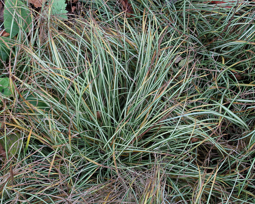 Image of Carex ornithopoda specimen.