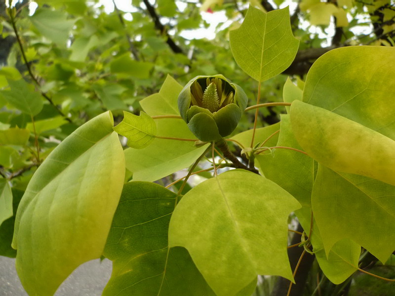 Изображение особи Liriodendron tulipifera.