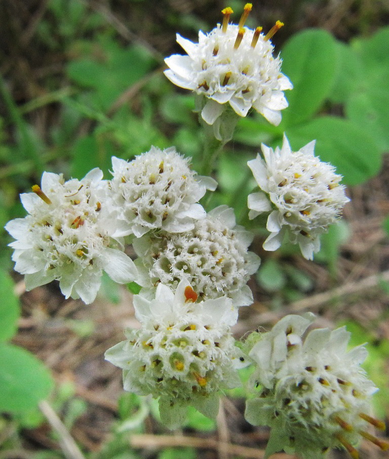 Изображение особи Antennaria dioica.