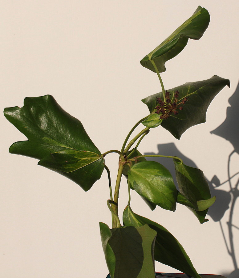 Image of Hedera colchica specimen.