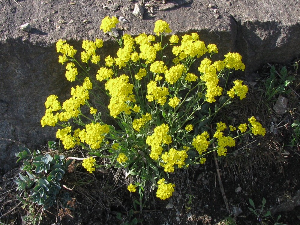 Image of Aurinia saxatilis specimen.