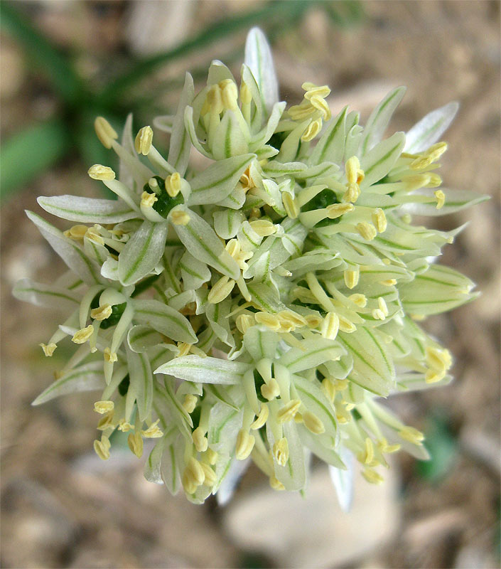 Image of Allium israeliticum specimen.