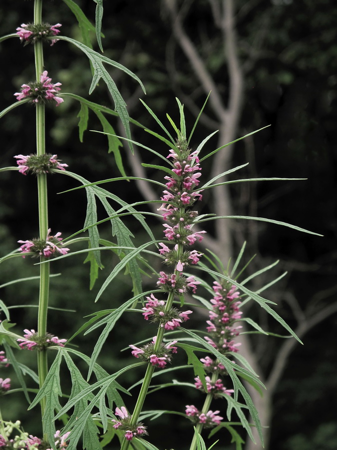 Изображение особи Leonurus japonicus.