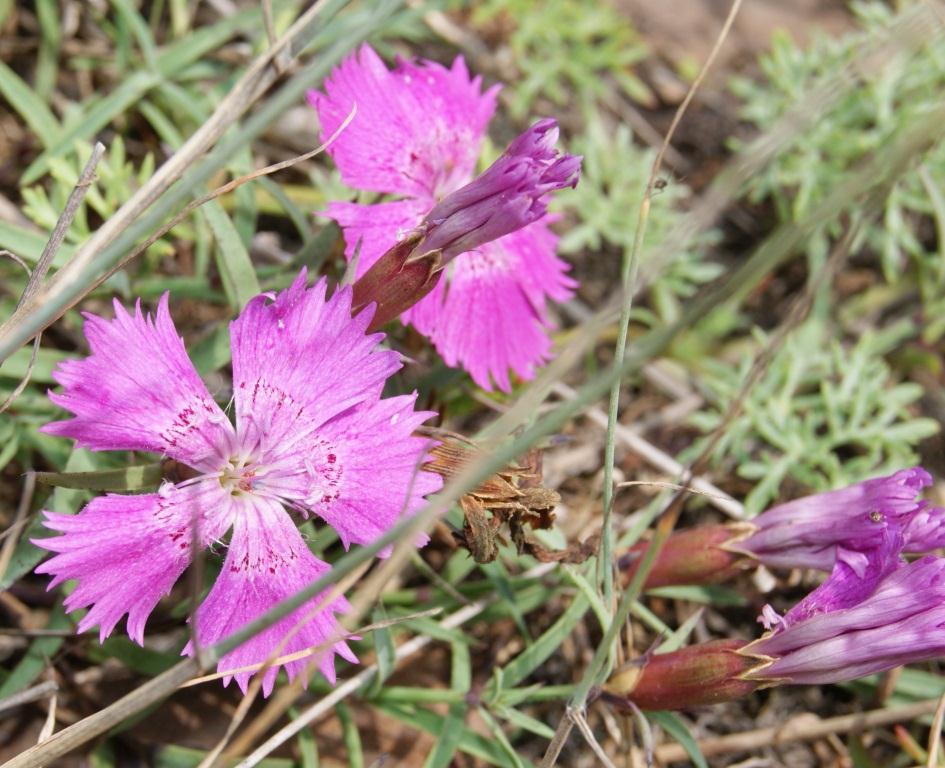 Image of Dianthus chinensis specimen.