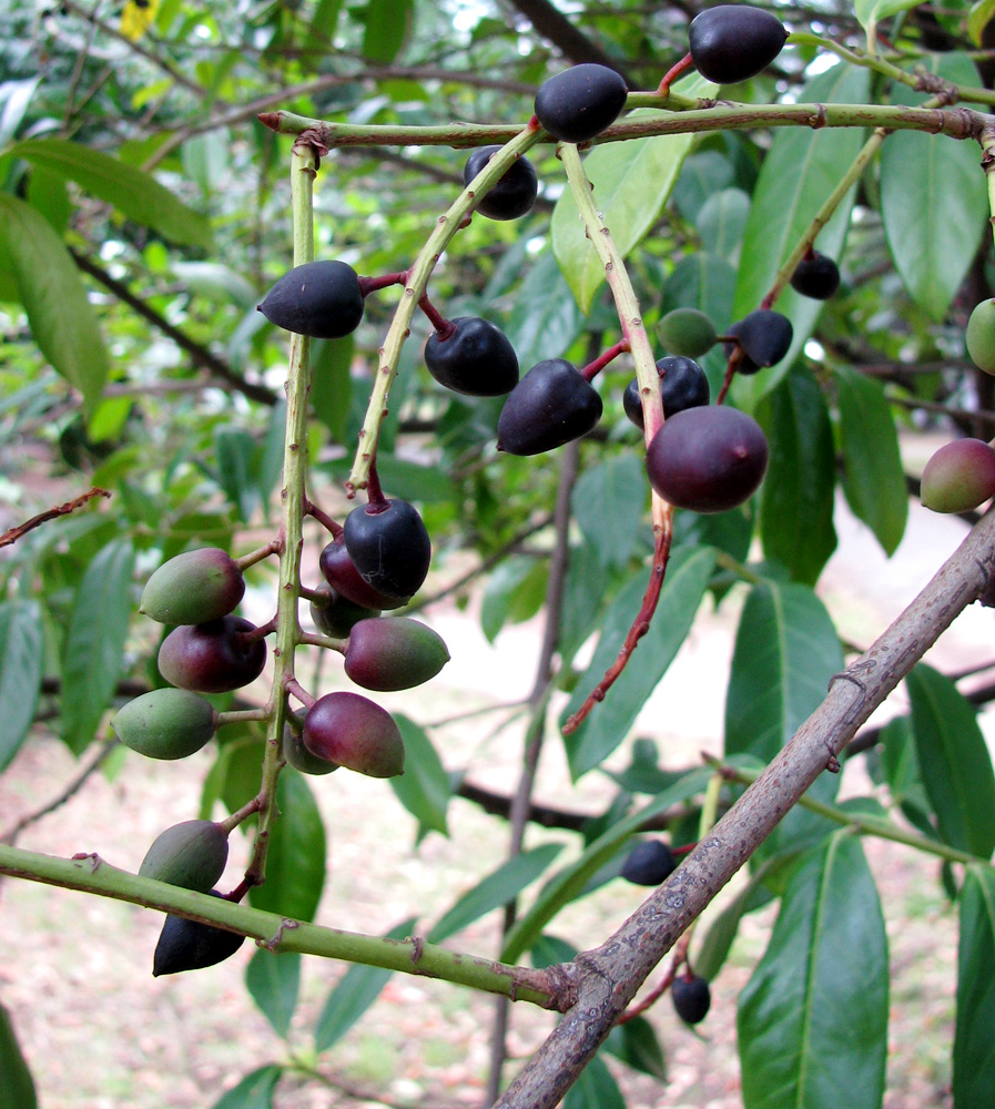 Image of Lauro-cerasus officinalis specimen.