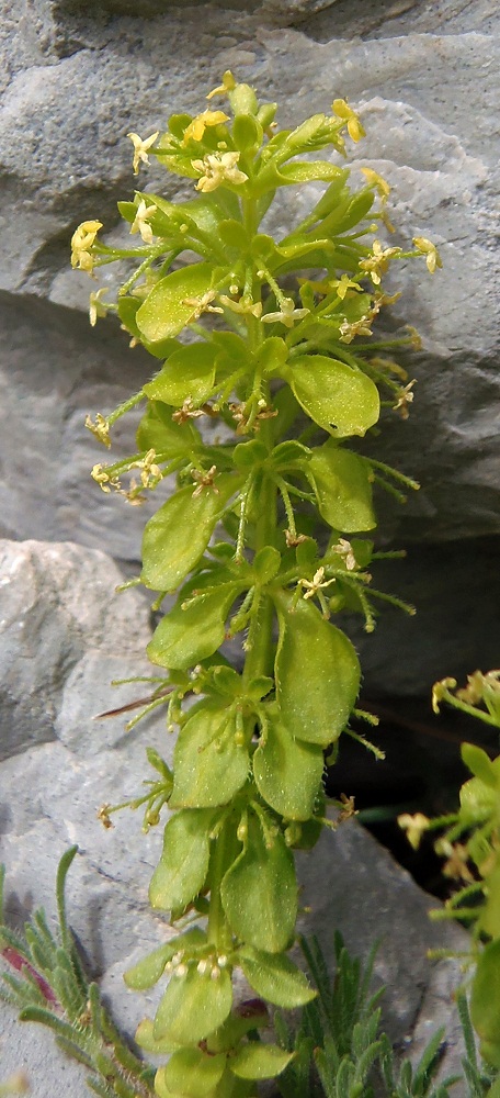 Image of Cruciata taurica specimen.