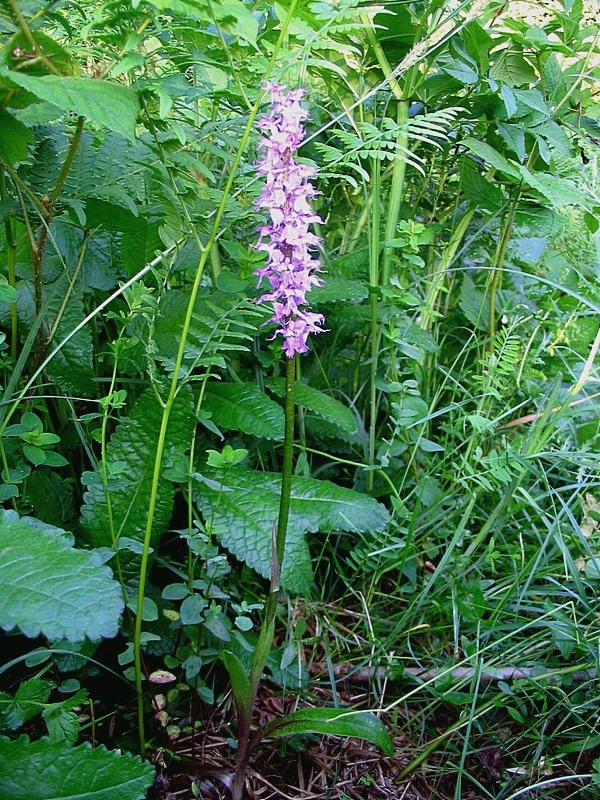 Изображение особи Orchis mascula ssp. speciosa.