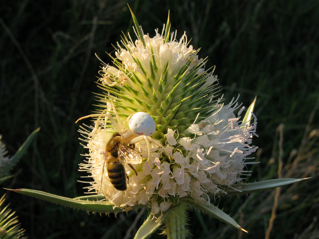 Изображение особи Dipsacus laciniatus.