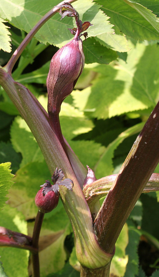 Image of Angelica gigas specimen.