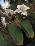 Bauhinia variegata