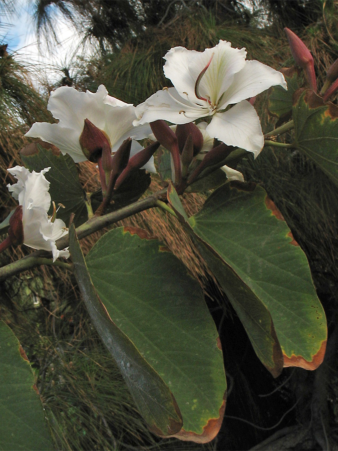 Image of Bauhinia variegata specimen.