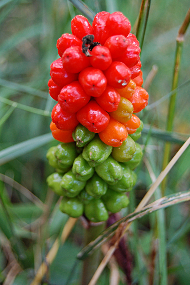 Image of Arum elongatum specimen.