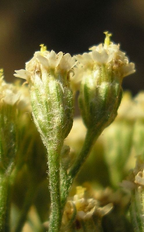 Image of Achillea micranthoides specimen.