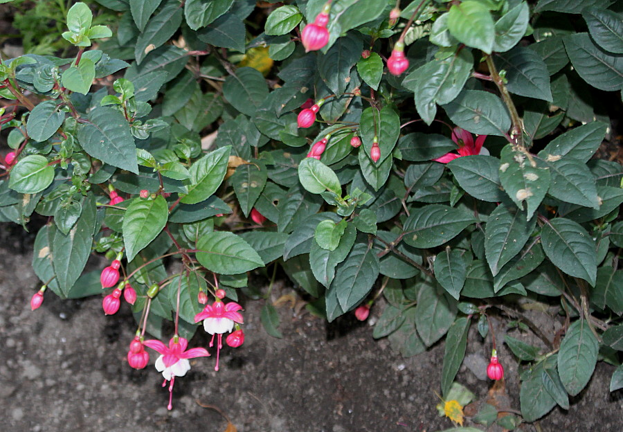 Image of Fuchsia hybrida specimen.