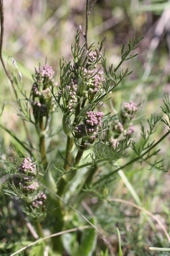 Image of genus Trinia specimen.