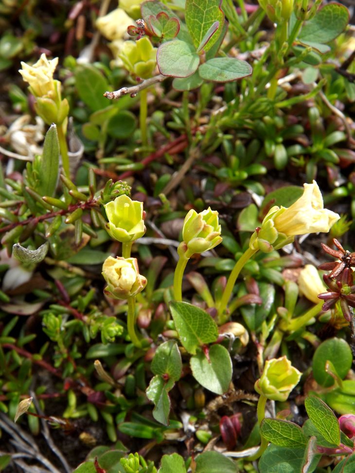 Image of Diapensia obovata specimen.