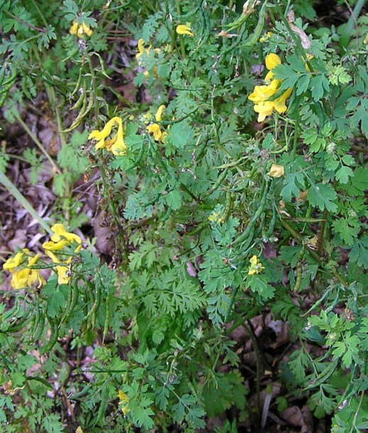 Image of Corydalis speciosa specimen.