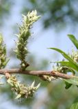 genus Salix. Женские серёжки. Восточный Казахстан, Уланский р-н, окр. с. Украинка. 19.05.2008.