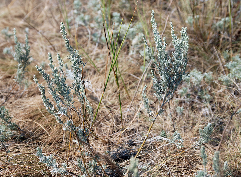 Image of Artemisia austriaca specimen.