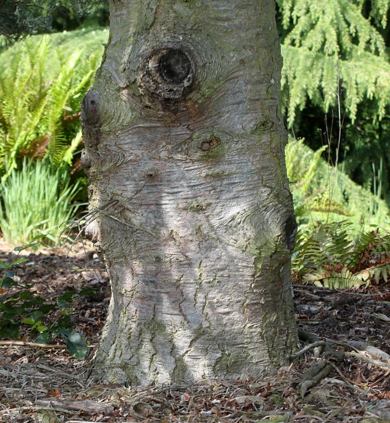 Image of Abies concolor specimen.