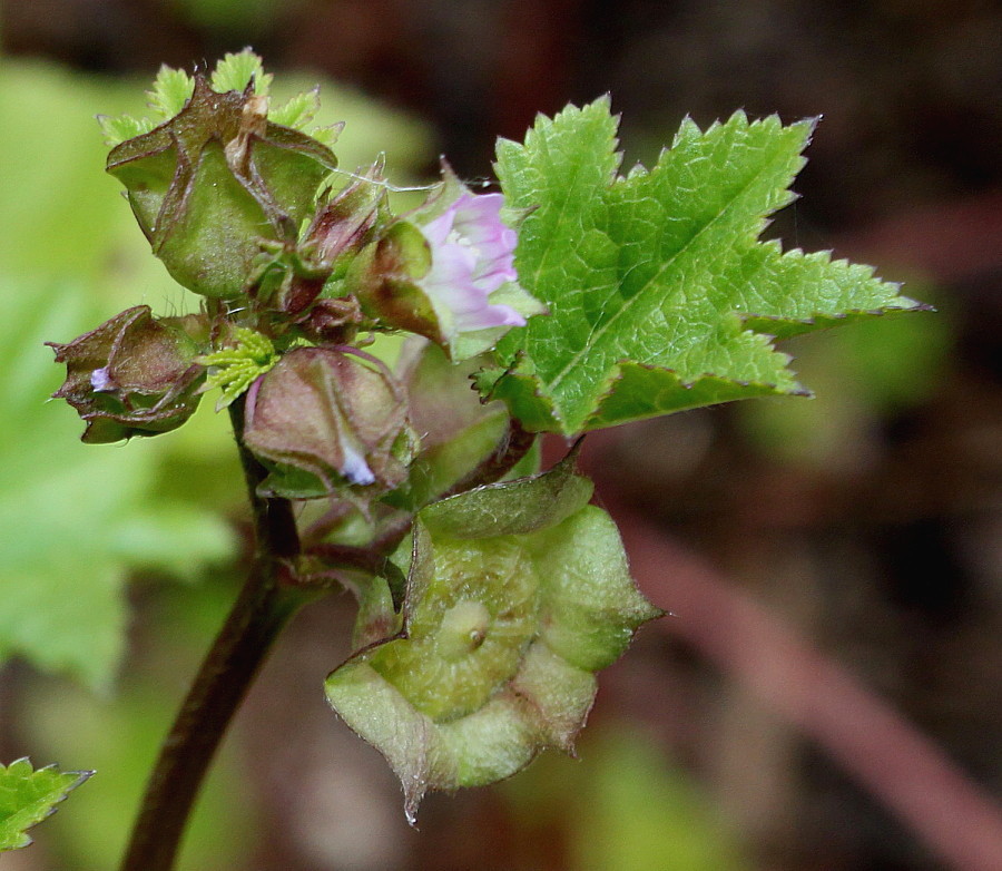 Image of genus Malva specimen.