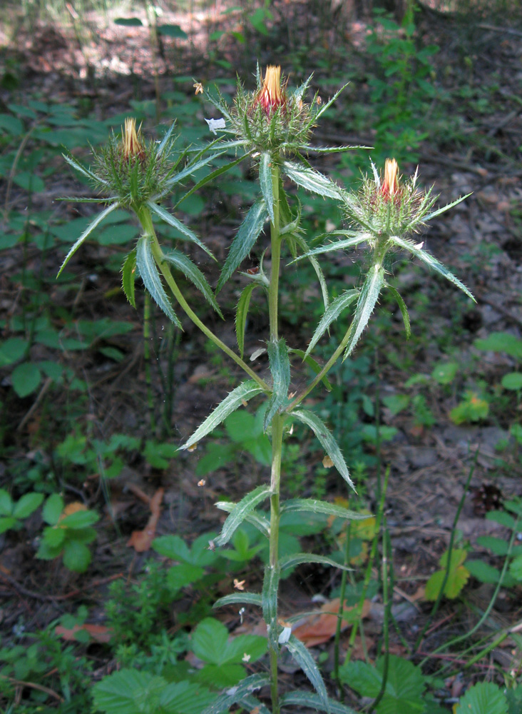 Image of Carlina biebersteinii specimen.