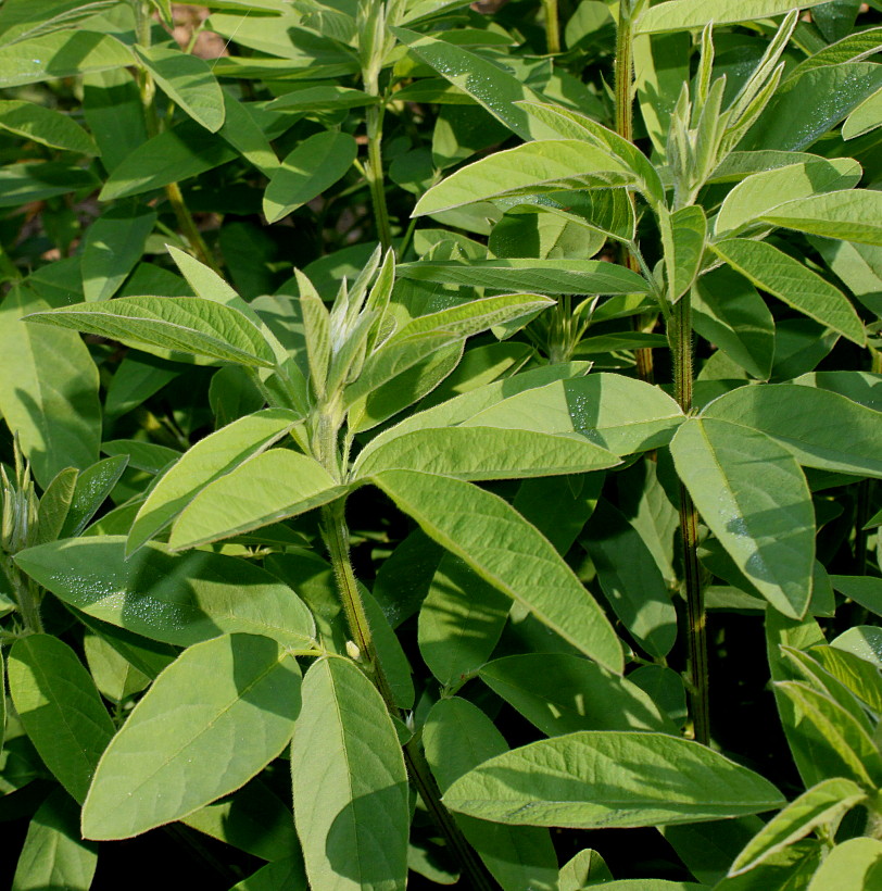 Image of Desmodium obtusum specimen.