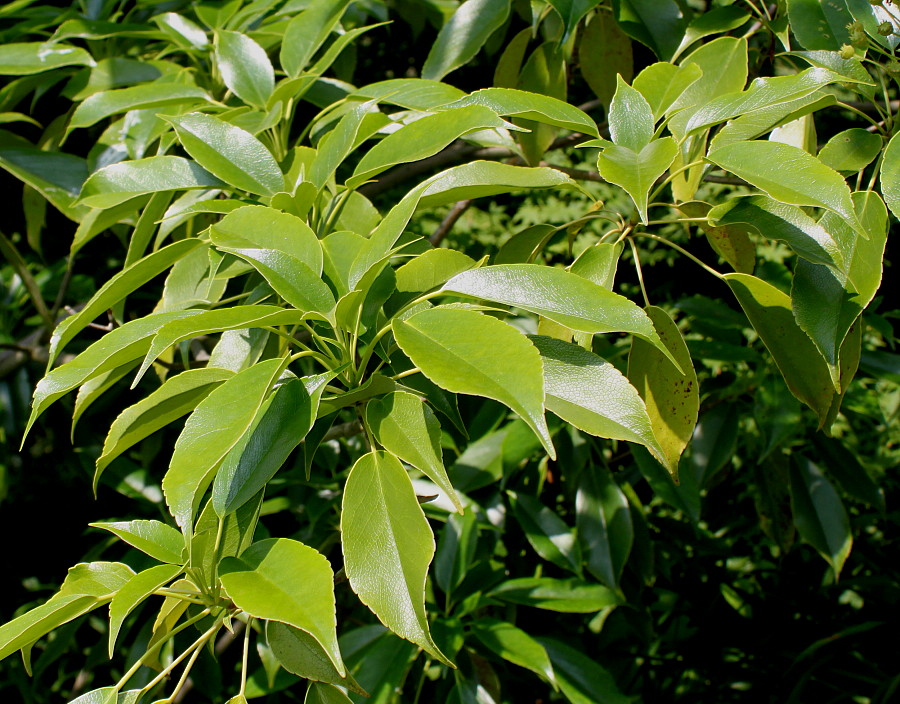 Изображение особи Trochodendron aralioides.