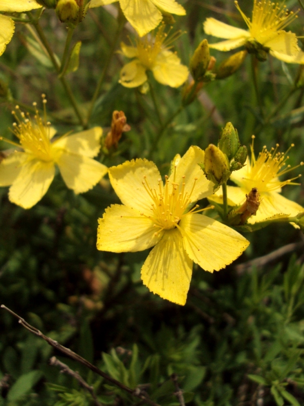 Image of Hypericum elegans specimen.