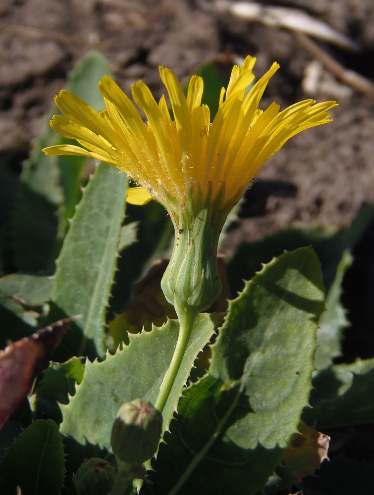 Image of Sonchus arvensis ssp. uliginosus specimen.