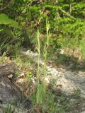 Ophrys mammosa. Цветущее растение. Крым, предгорья, окр. Бахчисарая, поляна в шибляке у тропы на Тепе-Кермен. 2 мая 2016 г.