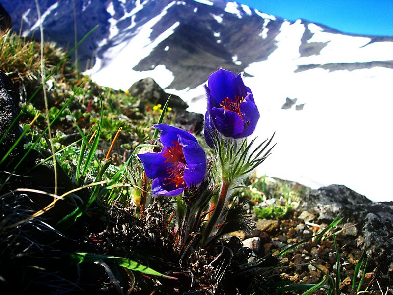 Image of Pulsatilla multifida specimen.