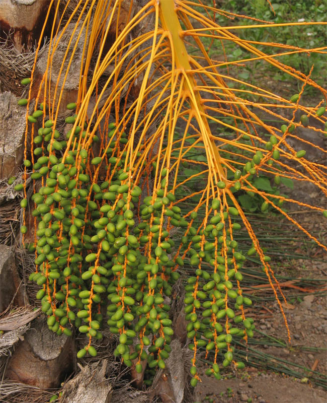 Image of Phoenix canariensis specimen.