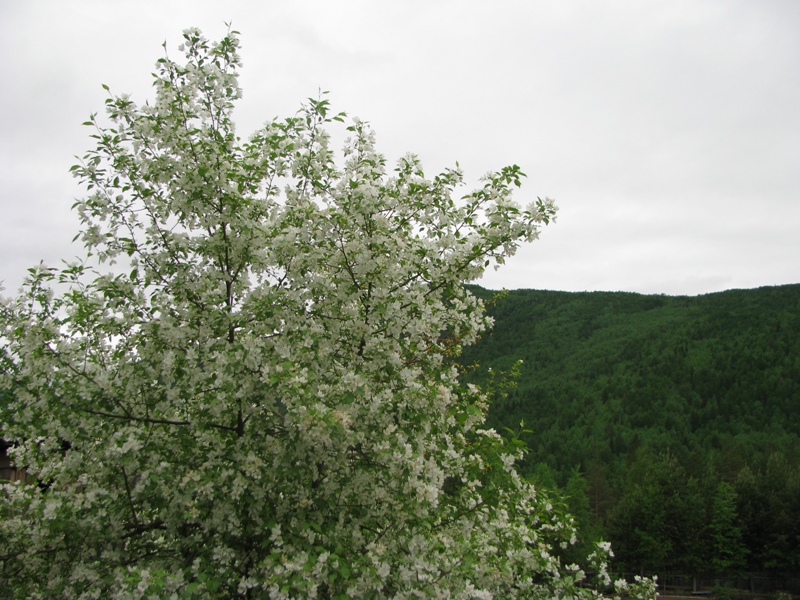 Image of Malus baccata specimen.