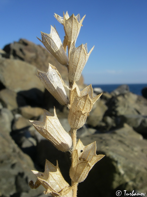 Image of Hyoscyamus albus specimen.