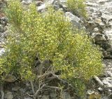 Ephedra equisetina