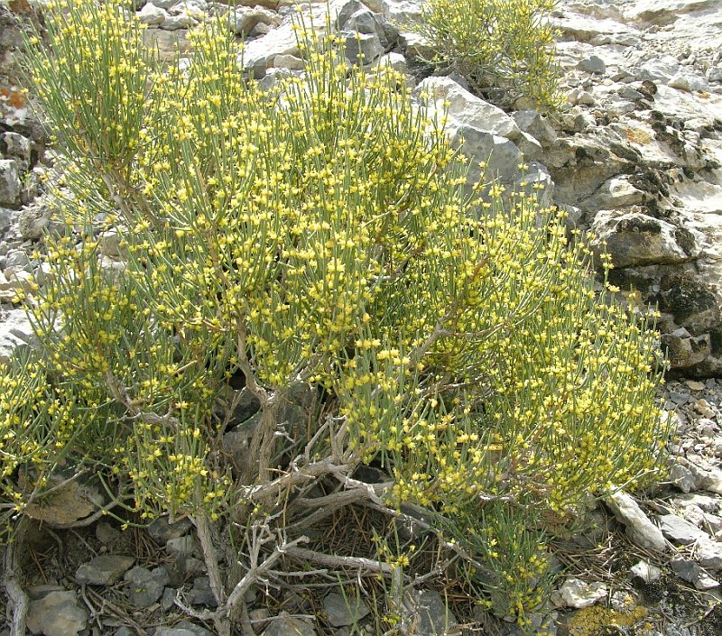 Image of Ephedra equisetina specimen.