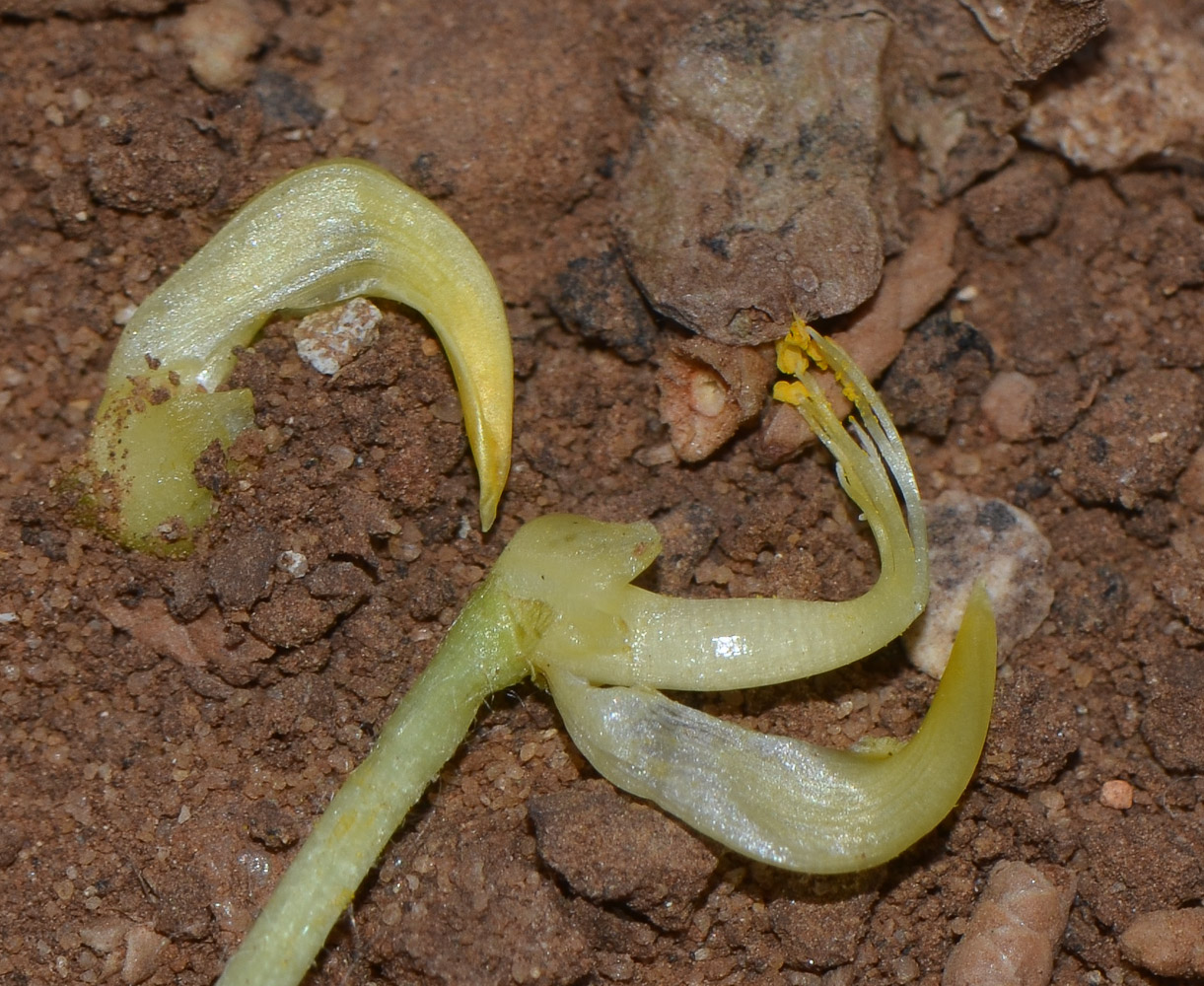 Изображение особи Arachis hypogaea.