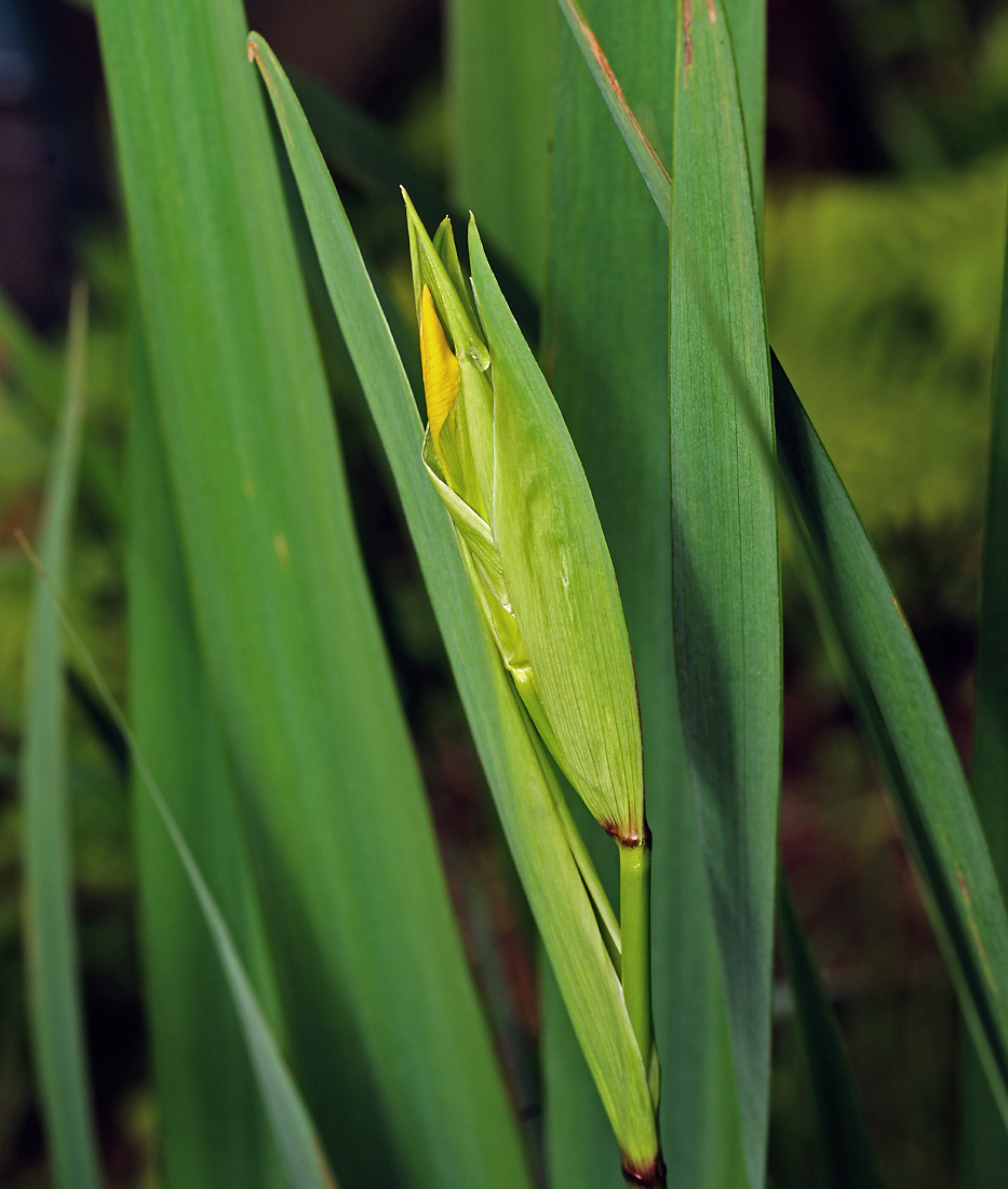 Image of Iris pseudacorus specimen.