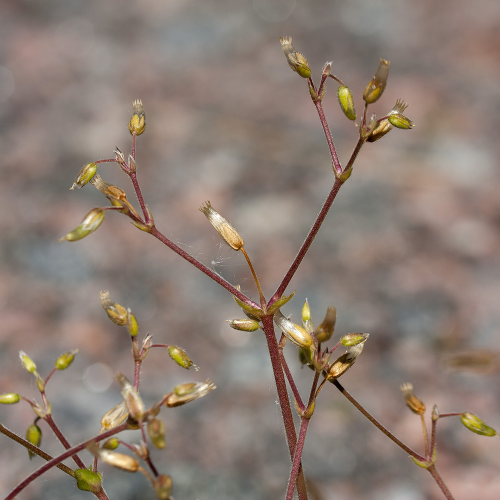 Image of Cerastium holosteoides specimen.