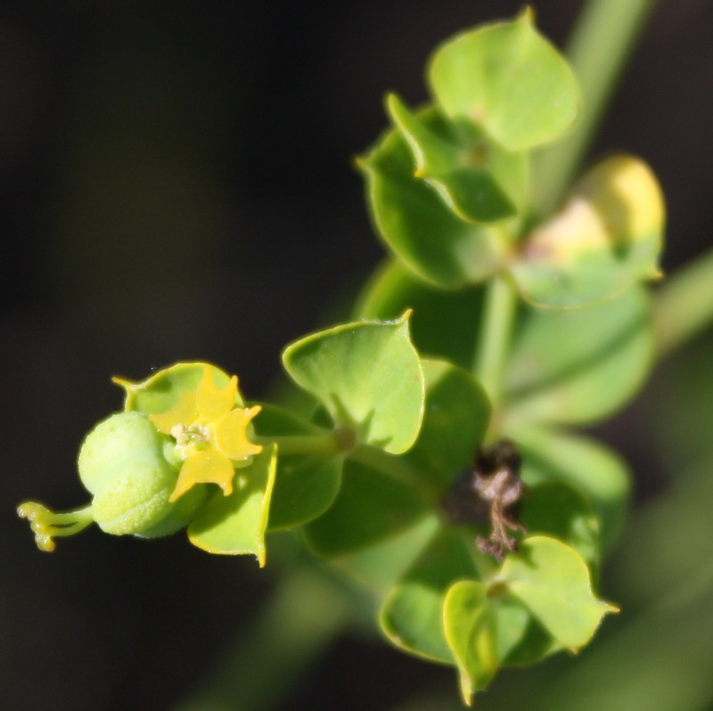 Image of genus Euphorbia specimen.