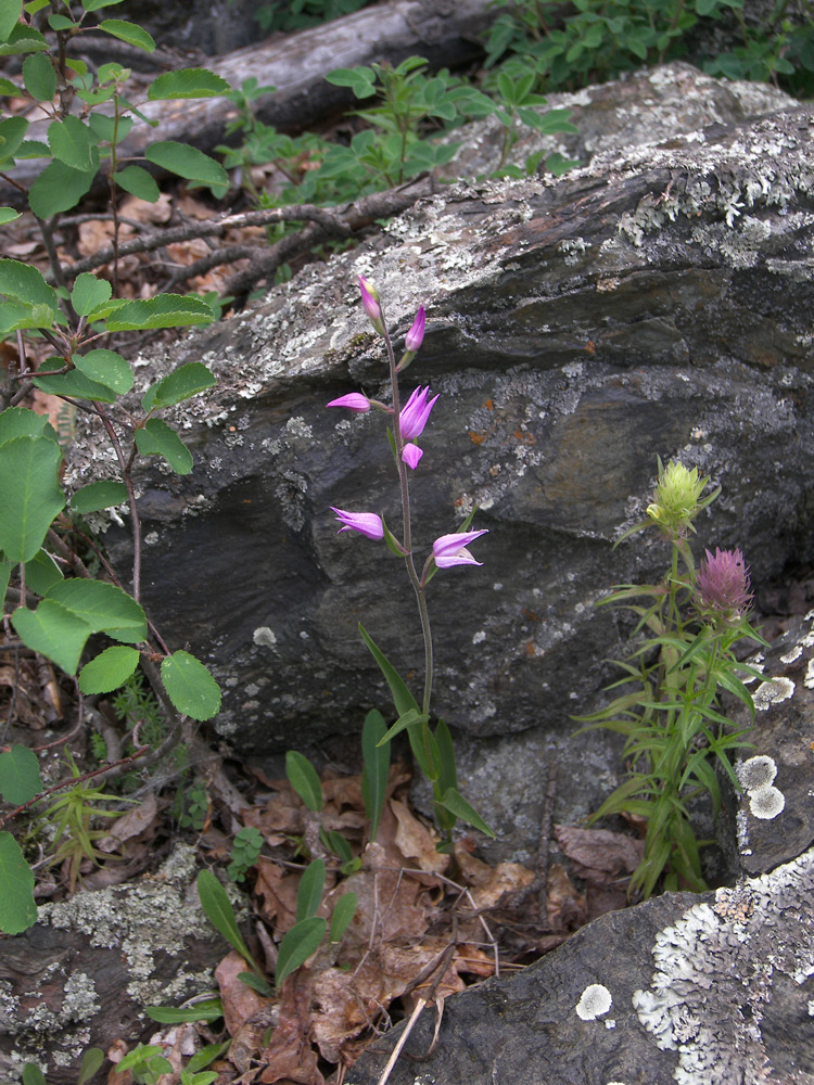 Image of Cephalanthera rubra specimen.