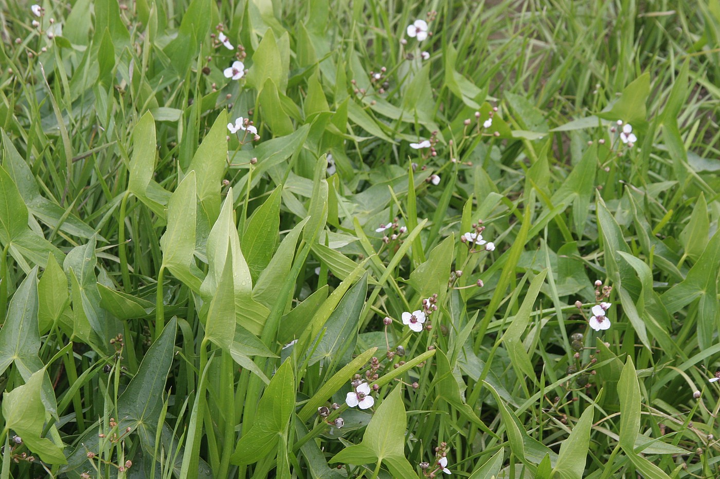 Image of Sagittaria sagittifolia specimen.