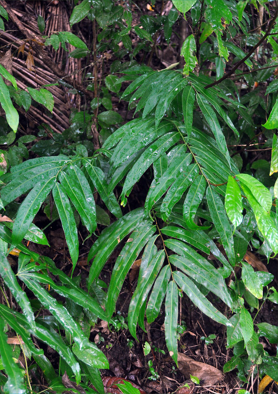 Image of Stenochlaena palustris specimen.