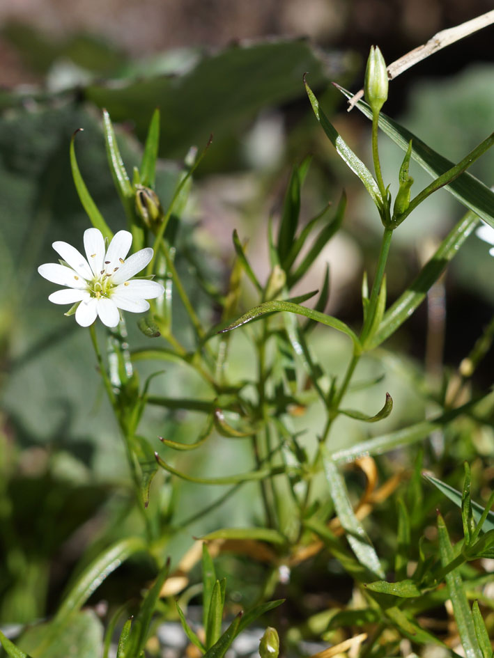 Image of Stellaria soongorica specimen.