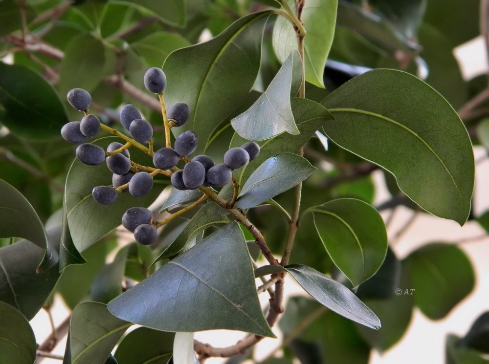 Image of Ligustrum lucidum specimen.